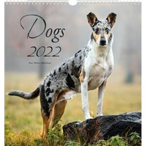 Kalendář 2022 nástěnný malý Dogs